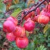 Sierappel Als Leiboom (Malus 'Red Sentinel')