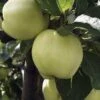 Lei-Appel (Malus Domestica 'Transparente Jaune') -Tuinplanten Winkel malus transpaente jaune