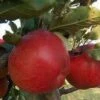 Lei-Appel (Malus Domestica 'Winston') -Tuinplanten Winkel malus winston