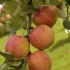 Appelboom (Malus Domestica 'Laxton's Superb') 2 Appelboom (Malus Domestica 'Laxton's Superb') -Tuinplanten Winkel maluslaxtonsuperbv01