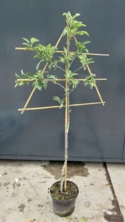 Lei-Appel (Malus Domestica 'Rode Dijkmanszoet') -Tuinplanten Winkel malusleivorm2 1 20