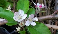 Lei-Appel (Malus Domestica 'Summerred') 9 Lei-Appel (Malus Domestica 'Summerred') -Tuinplanten Winkel malussummerredbloesem01 1