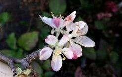 Lei-Appel (Malus Domestica 'Summerred') 8 Lei-Appel (Malus Domestica 'Summerred') -Tuinplanten Winkel malussummerredbloesem02 1