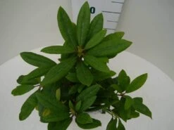 Rhododendron (Rhododendron 'Marcel Menard') -Tuinplanten Winkel marcel mennard c2 boven