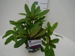 Rhododendron (Rhododendron 'Marcel Menard') -Tuinplanten Winkel marcel mennard c2 zij
