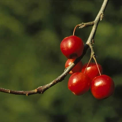 Sierappel (Malus 'Red Sentinel') 6 Sierappel (Malus 'Red Sentinel') - Afbeelding 4