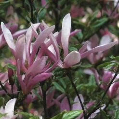 Beverboom Als Struik (Magnolia Susan) -Tuinplanten Winkel masusan 10