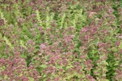 Citroenmelisse (Melissa Officinalis) -Tuinplanten Winkel mellisa officinalis 2