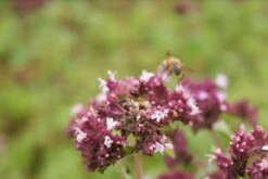 Citroenmelisse (Melissa Officinalis) -Tuinplanten Winkel mellisa officinalis 3