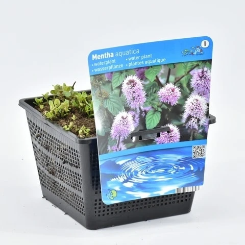 Watermunt (Mentha Aquatica) 9 Watermunt (Mentha Aquatica) - Afbeelding 7