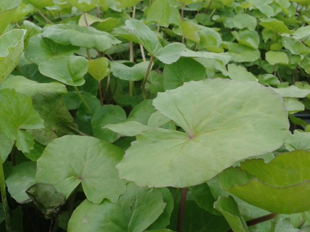 Watermunt (Mentha Aquatica) 4 Watermunt (Mentha Aquatica) - Afbeelding 2