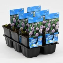 Watermunt (Mentha Aquatica) 21 Watermunt (Mentha Aquatica) -Tuinplanten Winkel mentha aquatica 20180325132705