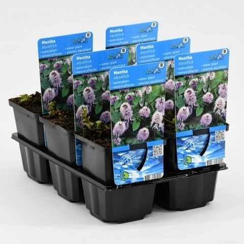 Watermunt (Mentha Aquatica) 10 Watermunt (Mentha Aquatica) - Afbeelding 8