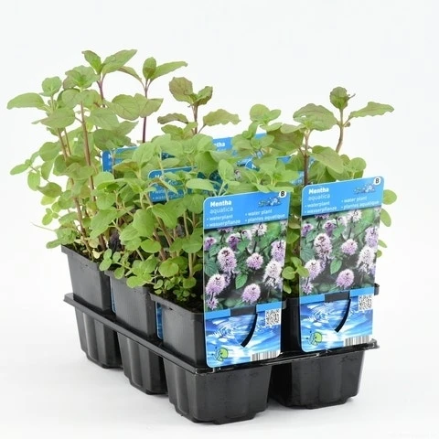 Watermunt (Mentha Aquatica) 12 Watermunt (Mentha Aquatica) - Afbeelding 10