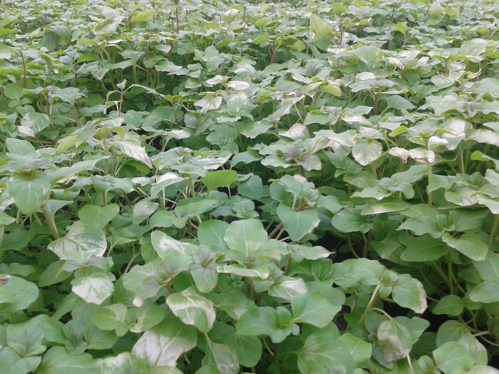 Watermunt (Mentha Aquatica) 5 Watermunt (Mentha Aquatica) - Afbeelding 3