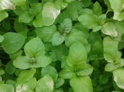 Watermunt (Mentha Aquatica) 17 Watermunt (Mentha Aquatica) -Tuinplanten Winkel mentha aquatica 3