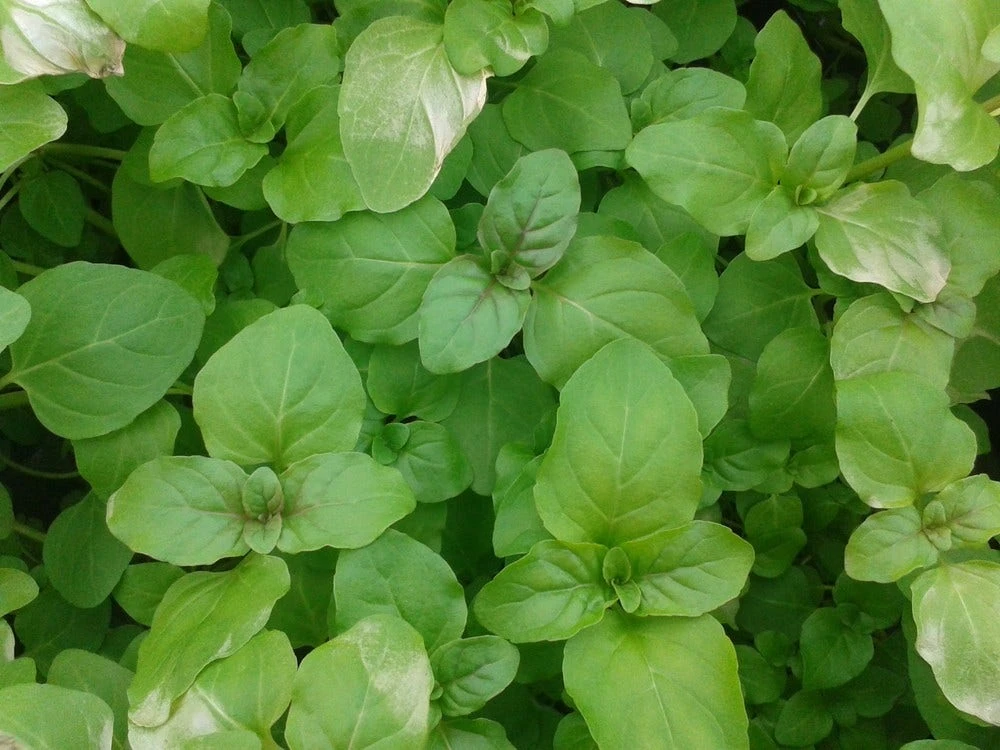 Watermunt (Mentha Aquatica) 6 Watermunt (Mentha Aquatica) - Afbeelding 4