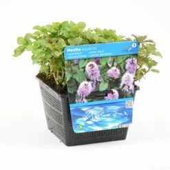 Watermunt (Mentha Aquatica) 24 Watermunt (Mentha Aquatica) -Tuinplanten Winkel mentha aquatica s