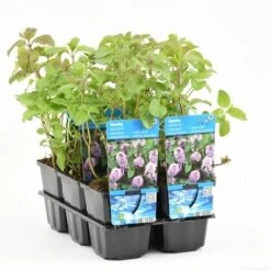 Watermunt (Mentha Aquatica) 25 Watermunt (Mentha Aquatica) -Tuinplanten Winkel mentha aquatica t