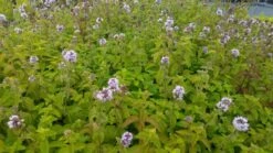 Watermunt (Mentha Aquatica) 19 Watermunt (Mentha Aquatica) -Tuinplanten Winkel mentha quatica 2