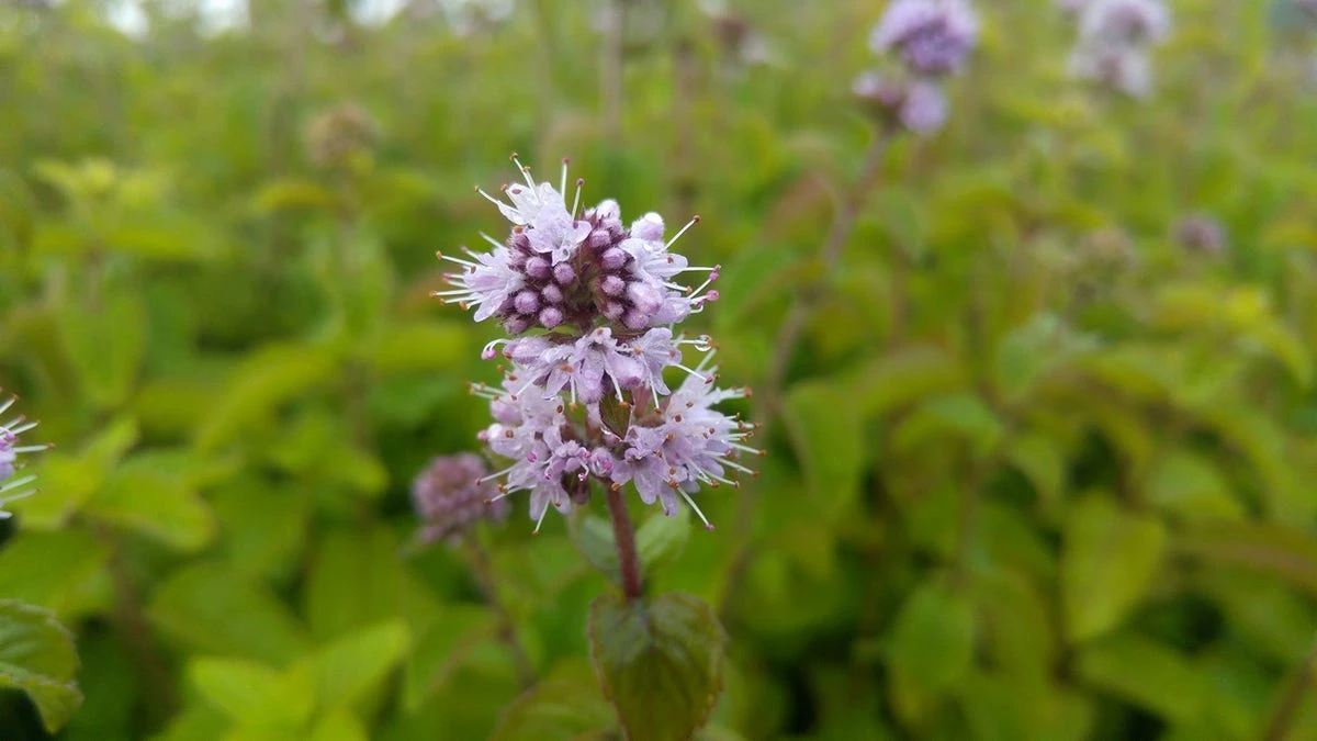 Watermunt (Mentha Aquatica) 7 Watermunt (Mentha Aquatica) - Afbeelding 5