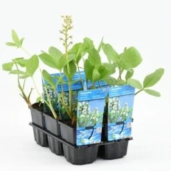 Waterdrieblad (Menyanthes Trifoliata) -Tuinplanten Winkel menyanthes trifoliata 20180425111357 m 10550 p9