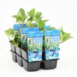 Waterdrieblad (Menyanthes Trifoliata) -Tuinplanten Winkel menyanthes trifoliata t e 10550 p9