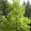 Watercipres (Metasequoia Glyptostroboides) 2 Watercipres (Metasequoia Glyptostroboides) -Tuinplanten Winkel metasequoia glyptostroboides01