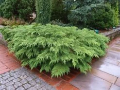 Valse Jeneverbes (Microbiota Decussata) 9 Valse Jeneverbes (Microbiota Decussata) -Tuinplanten Winkel microbiota decussata