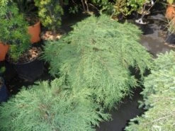 Valse Jeneverbes (Microbiota Decussata) 8 Valse Jeneverbes (Microbiota Decussata) -Tuinplanten Winkel microbiota decussata 60 80 c12