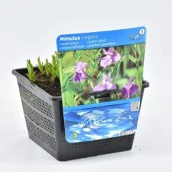 Blauwe Maskerbloem (Mimulus Ringens) -Tuinplanten Winkel mimulus ringens 18x18 20180403195108