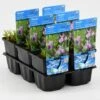 Blauwe Maskerbloem (Mimulus Ringens) 2 Blauwe Maskerbloem (Mimulus Ringens) -Tuinplanten Winkel mimulus ringens 20180325133541