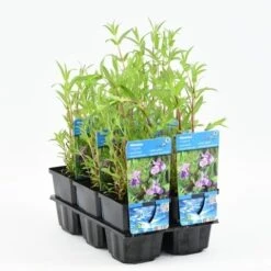 Blauwe Maskerbloem (Mimulus Ringens) -Tuinplanten Winkel mimulus ringens 20180425111804 m 10590 p9