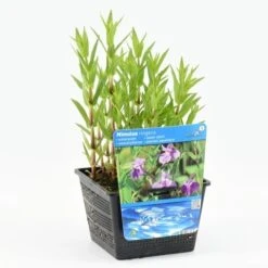 Blauwe Maskerbloem (Mimulus Ringens) -Tuinplanten Winkel mimulus ringens 20180430163410 m 12890 p18