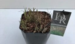 Prachtriet (Miscanthus Sinensis 'Adagio') 21 Prachtriet (Miscanthus Sinensis 'Adagio') -Tuinplanten Winkel miscanthus adagio v5 winter