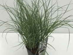 Prachtriet (Miscanthus Sinensis 'Adagio') 19 Prachtriet (Miscanthus Sinensis 'Adagio') -Tuinplanten Winkel miscanthus adagio v2