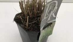 Prachtriet (Miscanthus Sinensis 'Adagio') 18 Prachtriet (Miscanthus Sinensis 'Adagio') -Tuinplanten Winkel miscanthus adagio v2 winter