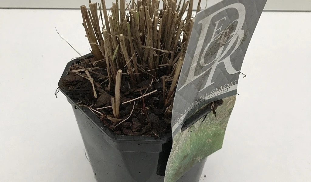 Prachtriet (Miscanthus Sinensis 'Adagio') 9 Prachtriet (Miscanthus Sinensis 'Adagio') - Afbeelding 7