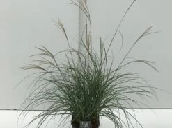 Prachtriet (Miscanthus Sinensis 'Adagio') 20 Prachtriet (Miscanthus Sinensis 'Adagio') -Tuinplanten Winkel miscanthus adagio v5