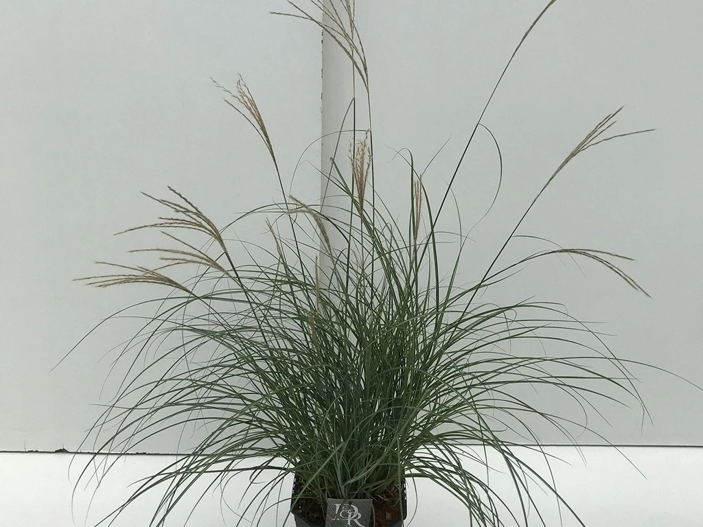 Prachtriet (Miscanthus Sinensis 'Adagio') 11 Prachtriet (Miscanthus Sinensis 'Adagio') - Afbeelding 9