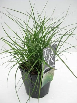 Prachtriet (Miscanthus Sinensis 'Adagio') 5 Prachtriet (Miscanthus Sinensis 'Adagio') - Afbeelding 3