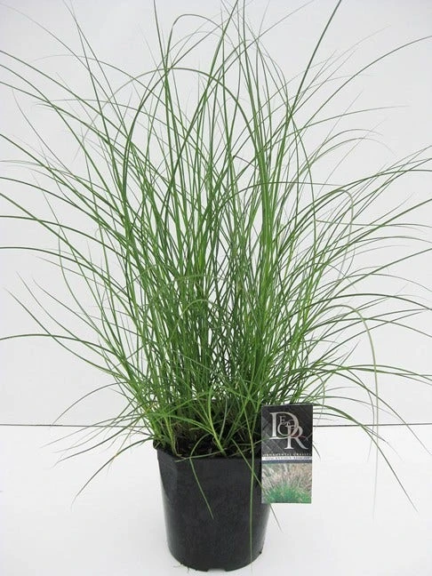 Prachtriet (Miscanthus Sinensis 'Adagio') 6 Prachtriet (Miscanthus Sinensis 'Adagio') - Afbeelding 4