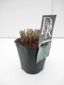 Chinees Riet / Sierriet (Miscanthus Sinensis 'Little Zebra') -Tuinplanten Winkel miscanthus little zebra