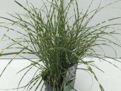 Chinees Riet / Sierriet (Miscanthus Sinensis 'Little Zebra') -Tuinplanten Winkel miscanthus little zebra v2