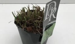 Chinees Riet / Sierriet (Miscanthus Sinensis 'Little Zebra') -Tuinplanten Winkel miscanthus little zebra v2 winter