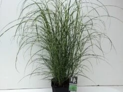 Chinees Riet / Sierriet (Miscanthus Sinensis 'Little Zebra') -Tuinplanten Winkel miscanthus little zebra v5