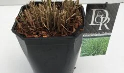 Chinees Riet / Sierriet (Miscanthus Sinensis 'Little Zebra') -Tuinplanten Winkel miscanthus little zebra v5 winter