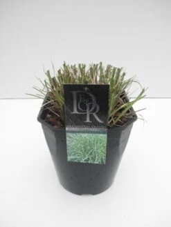 Chinees Riet / Sierriet (Miscanthus Sinensis 'Little Zebra') -Tuinplanten Winkel miscanthus little zebra c5
