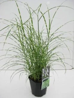 Chinees Riet / Sierriet (Miscanthus Sinensis 'Little Zebra') -Tuinplanten Winkel miscanthus little zebra v2