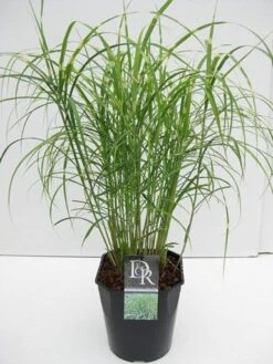 Chinees Riet / Sierriet (Miscanthus Sinensis 'Little Zebra') -Tuinplanten Winkel miscanthus little zebra v5